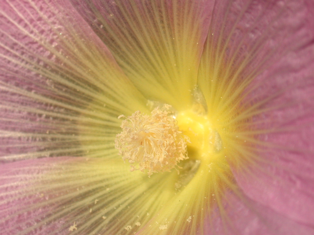Alcea biennis / Malvone bienne